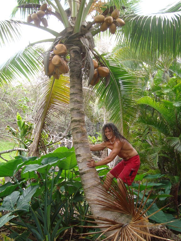 johnnie-coco-tree.jpg