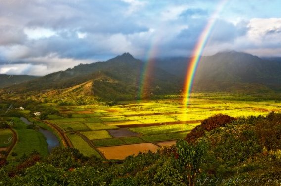 kauai-locations-hanalei-taro.jpg